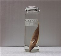 藏品(清尾全裸鸚鯛)的圖片